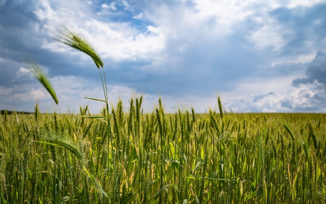 The Guardian: Acord Turcia-Ucraina-Rusia-ONU pentru exportul de cereale